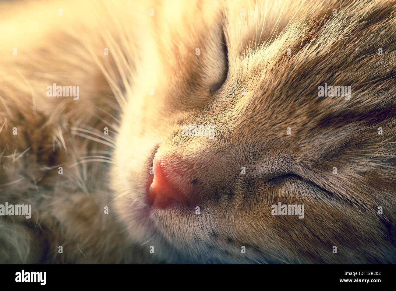 In prossimità di una sonnolenta di zenzero tabby gattino con profondità di campo Foto Stock