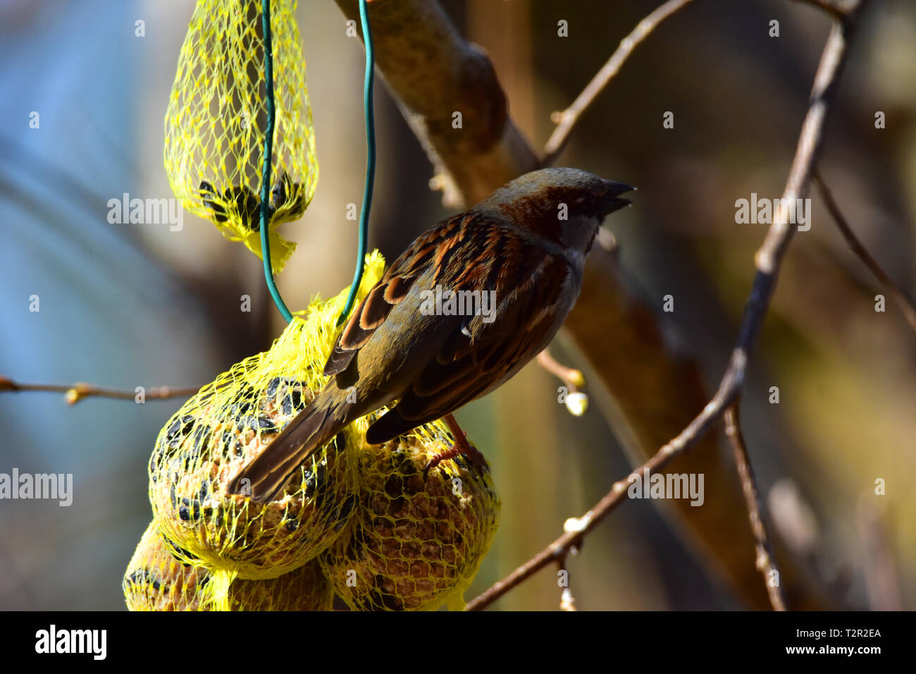 Sparrow mangiare i dadi in un giardino. Foto Stock