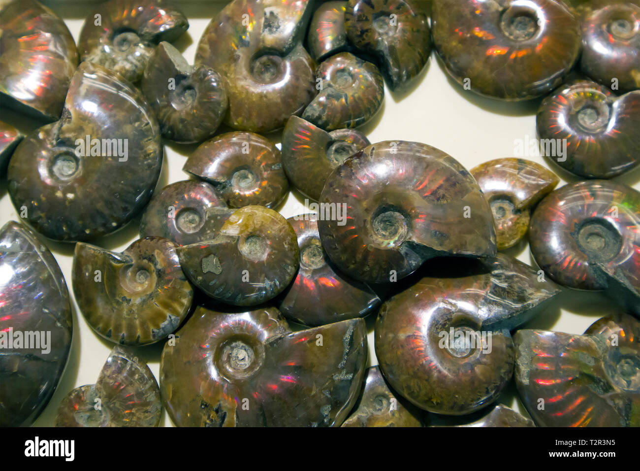 Lumaca pietrificato, ammoniti lucidato lumaca sezione trasversale, collezione di fossili sulla mostra Foto Stock