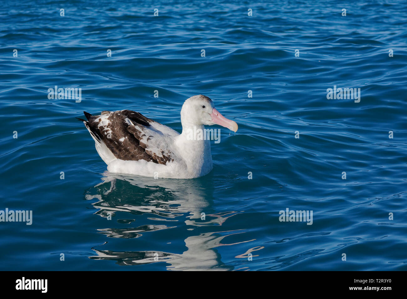 Southern royal albatross, pagaiando sull'oceano, Kaikoura coast, Nuova Zelanda Foto Stock