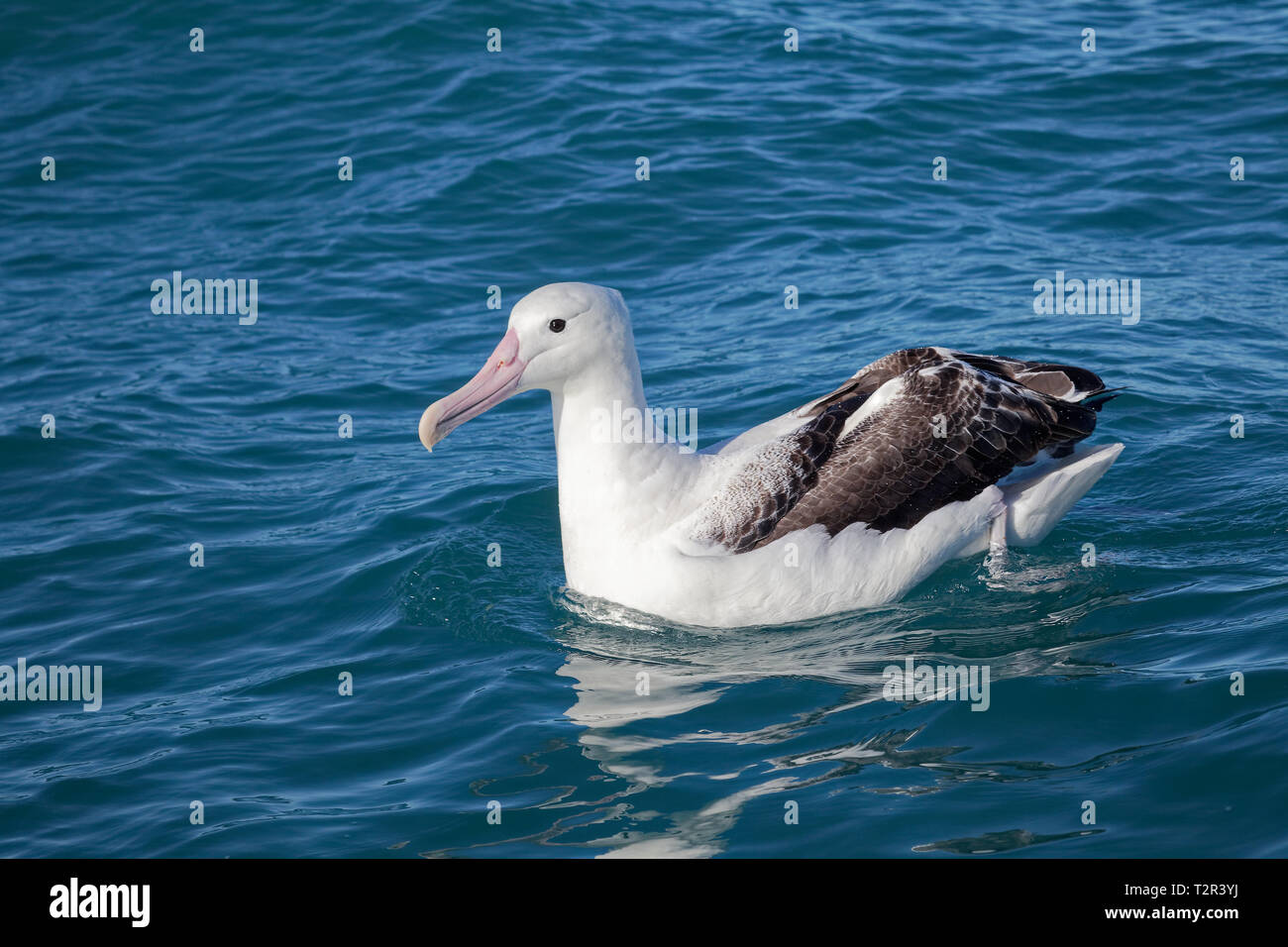 Southern royal albatross, pagaiando sull'oceano, Kaikoura, Nuova Zelanda. Foto Stock
