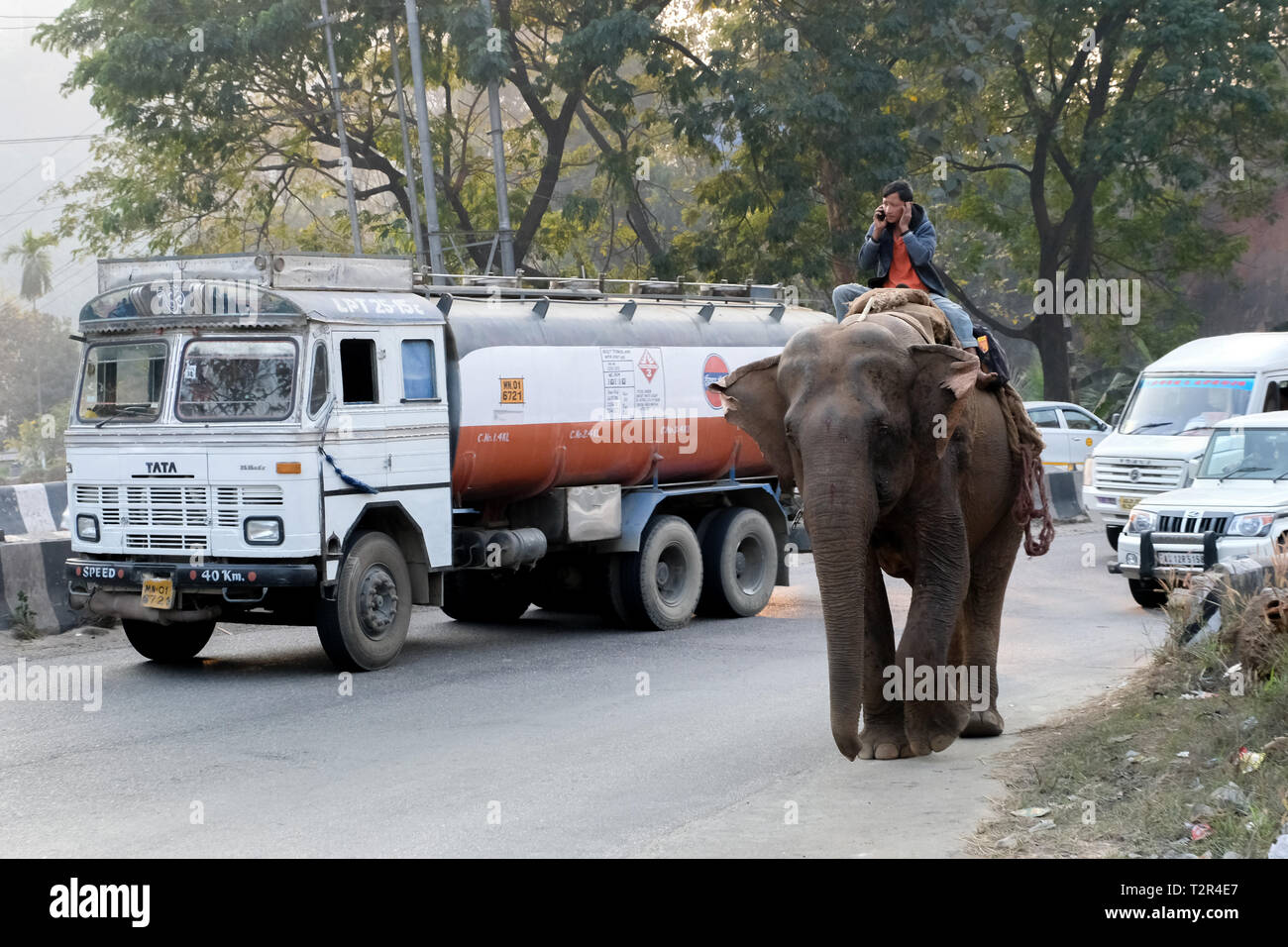 Elephant con il suo leader di elefante in autostrada a Guwahati, Stato di Assam, in India --- Elefant auf der Landstraße bei Guwahati, Bundesstaat Assam, Indien Foto Stock