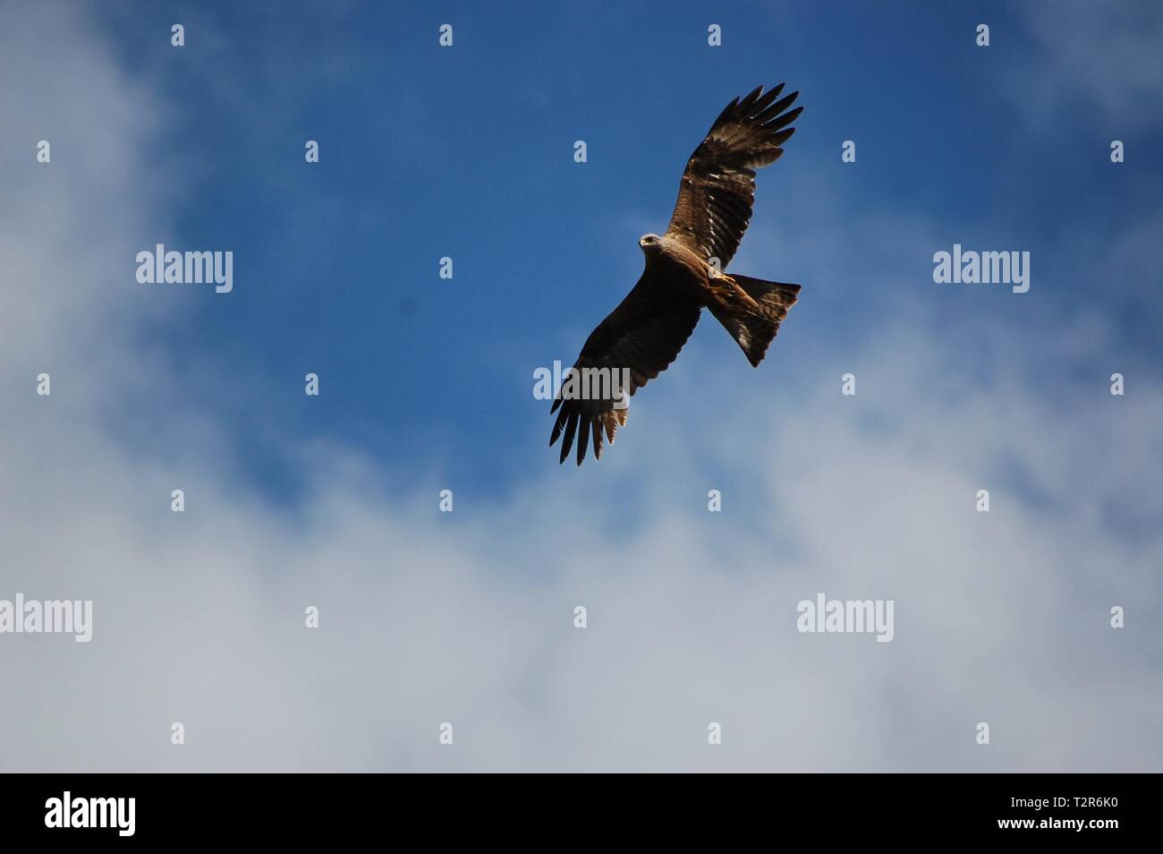 Un Nibbio galleggianti in aria con un nuvoloso cielo blu in background in Miravet, Tarragona Catalogna. Foto Stock