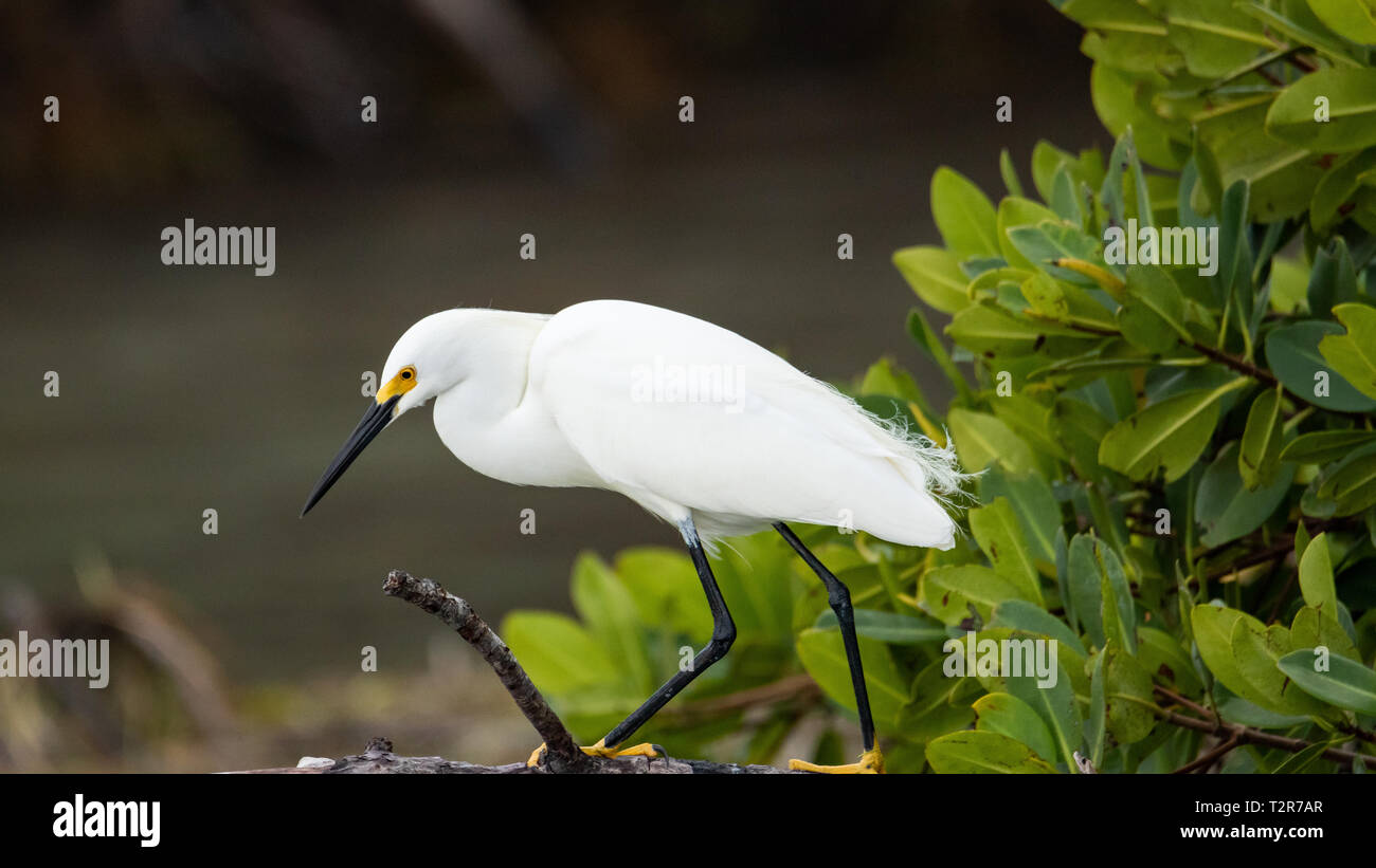 Snowy garzetta, Egretta thuja, in allevamento piumaggio nota il golden pantofole Florida Keys, Florida USA 24 Marzo 2019 Foto Stock