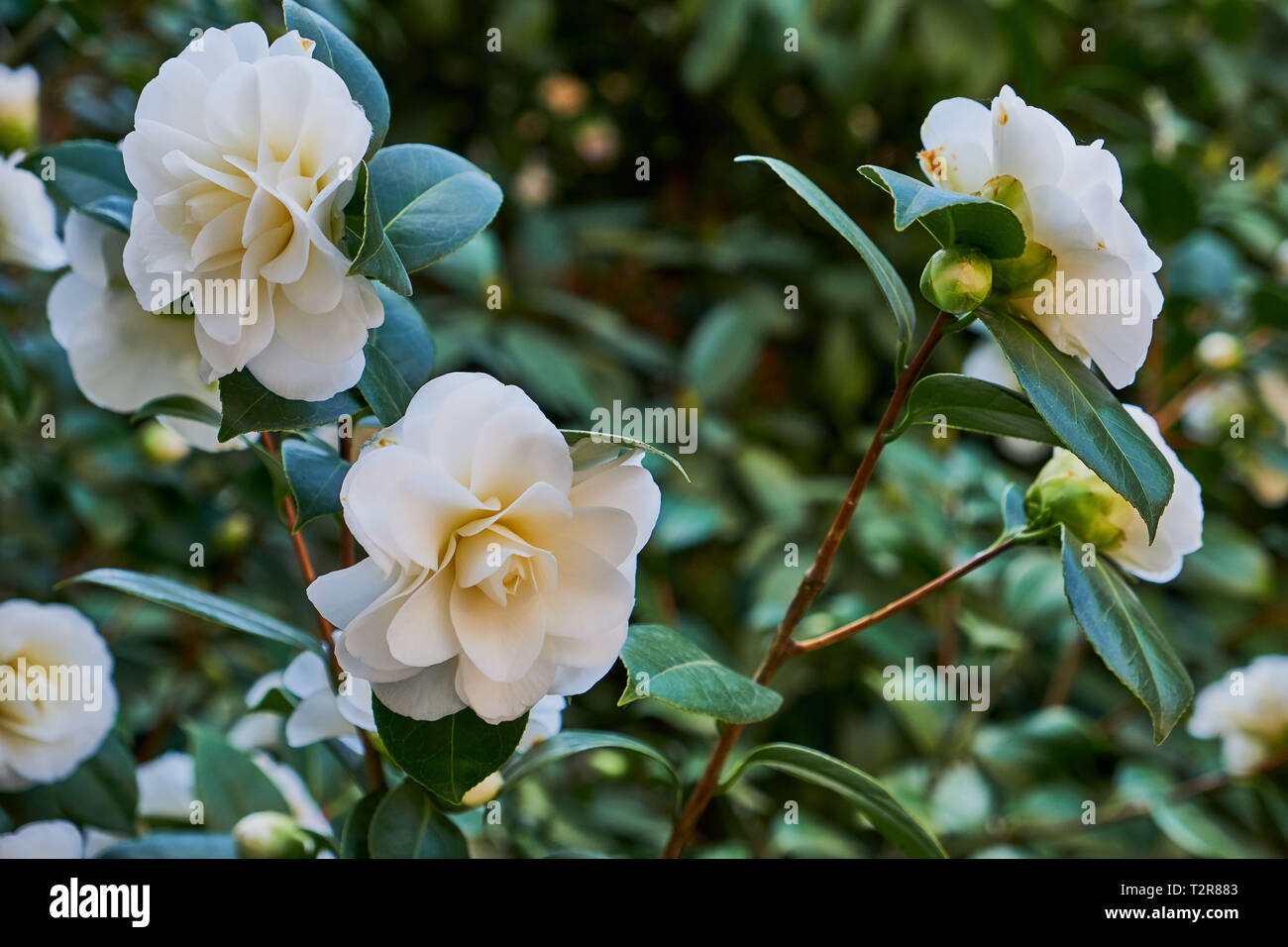 Blossoms di bianco camellia , Camellia japonica su una macchia verde Foto Stock