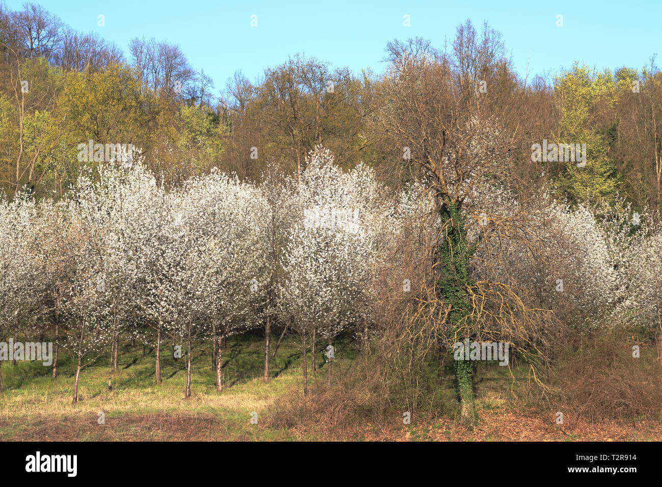 Terra di Rocchetta Tanaro Foto Stock