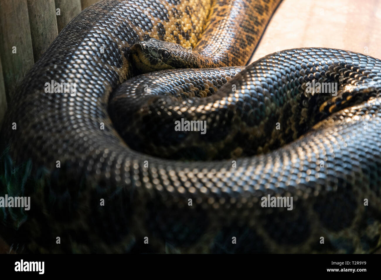 Anaconda snake in una gabbia dello zoo di Zagabria Foto Stock