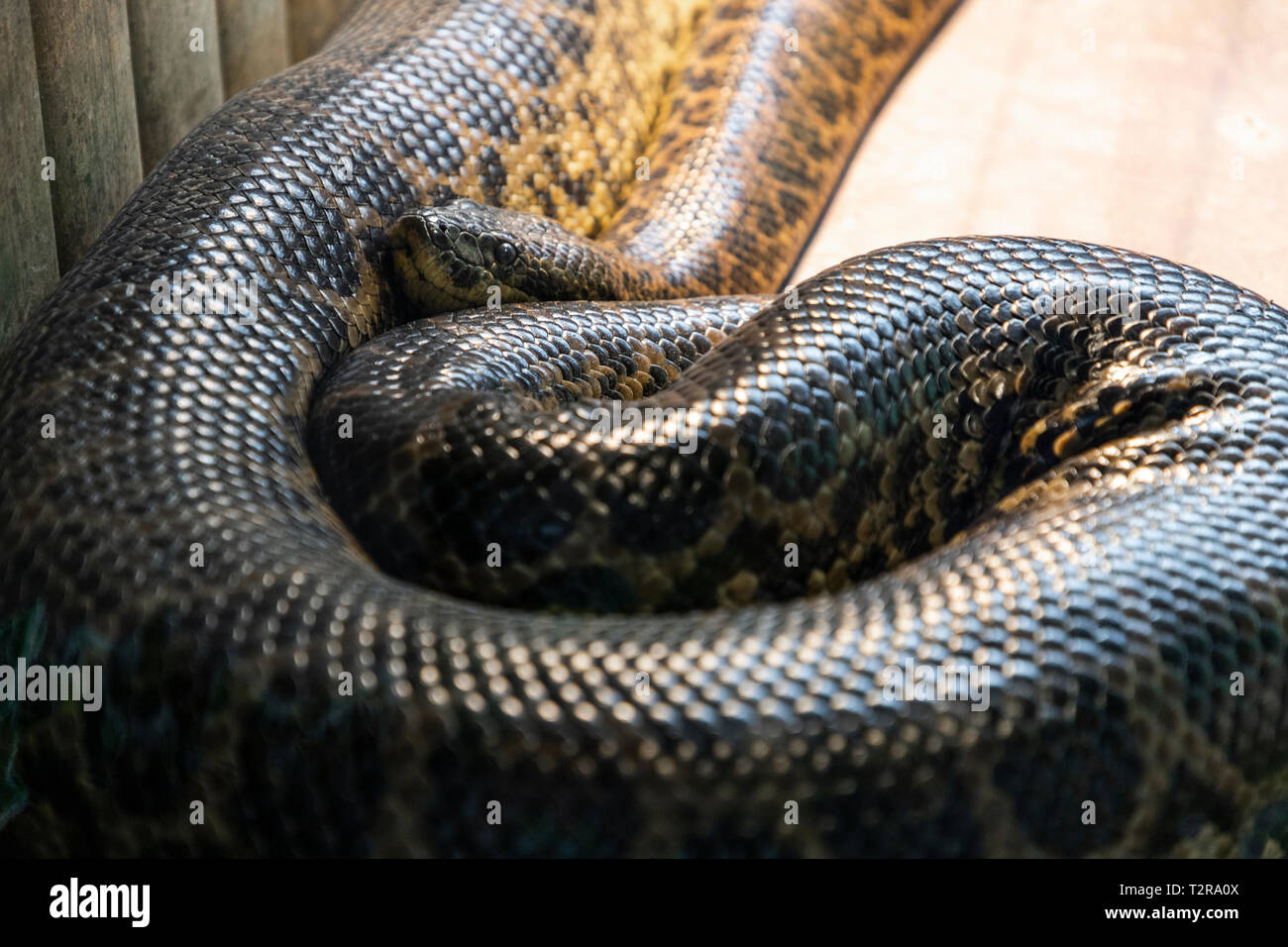 Anaconda snake in una gabbia dello zoo di Zagabria Foto Stock