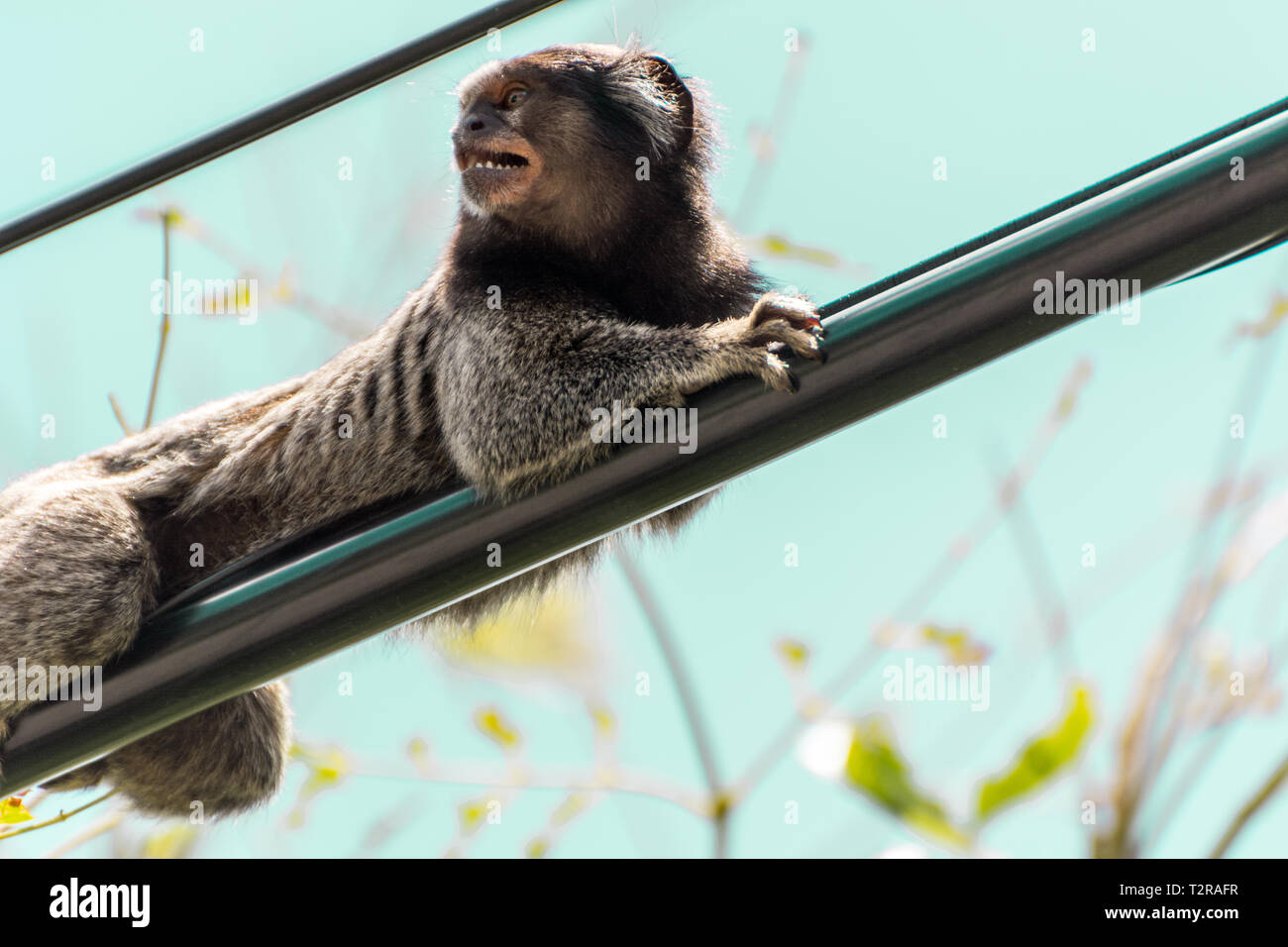 2019, gennaio. Florianópolis, Brasile. Piccola scimmia sullato fili elettrici. La scimmia è un, marmoset Callithrix. Foto Stock