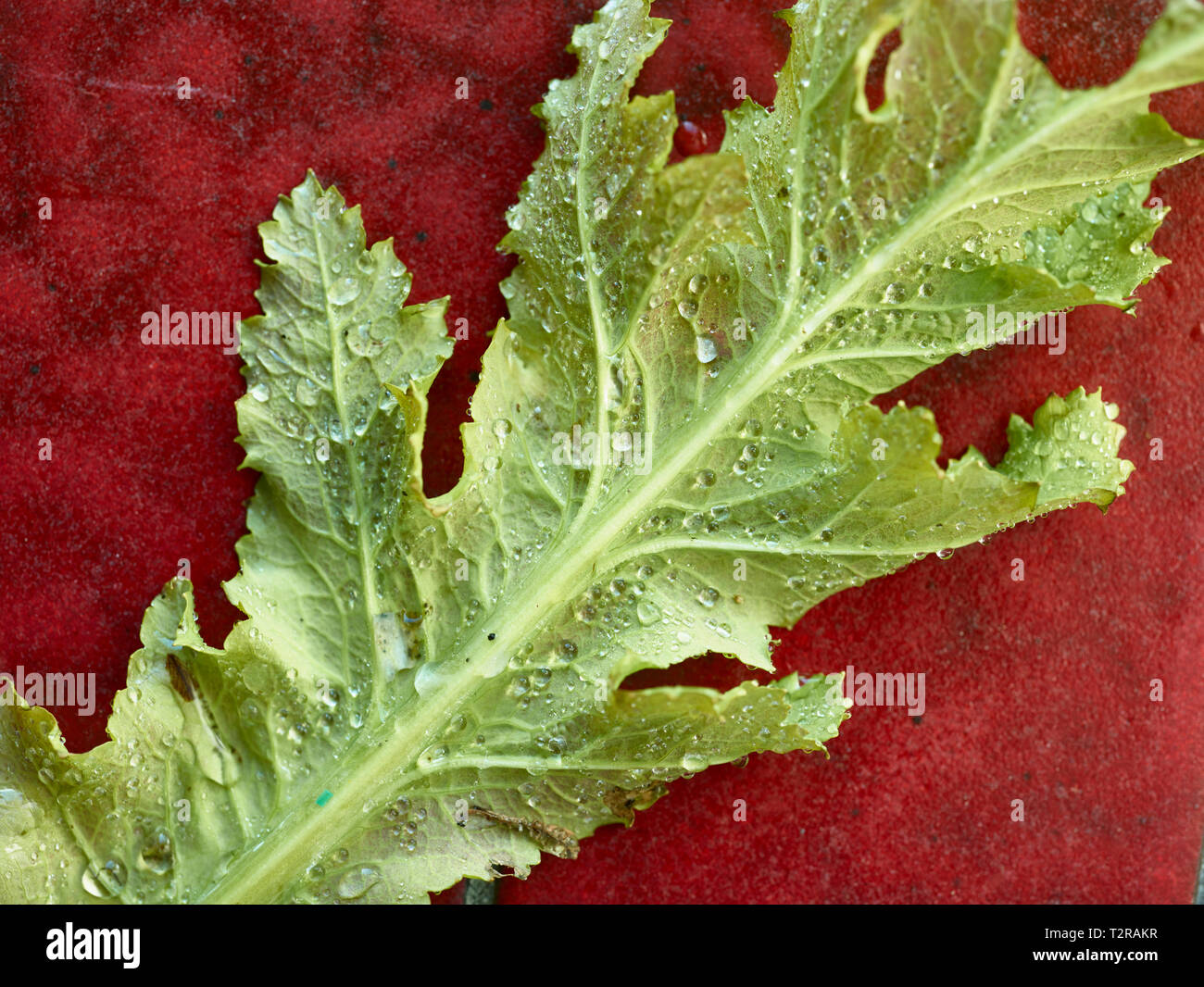 Unico bagnato foglie di papavero con perle di acqua in close-up dopo la  pioggia in primavera Foto stock - Alamy
