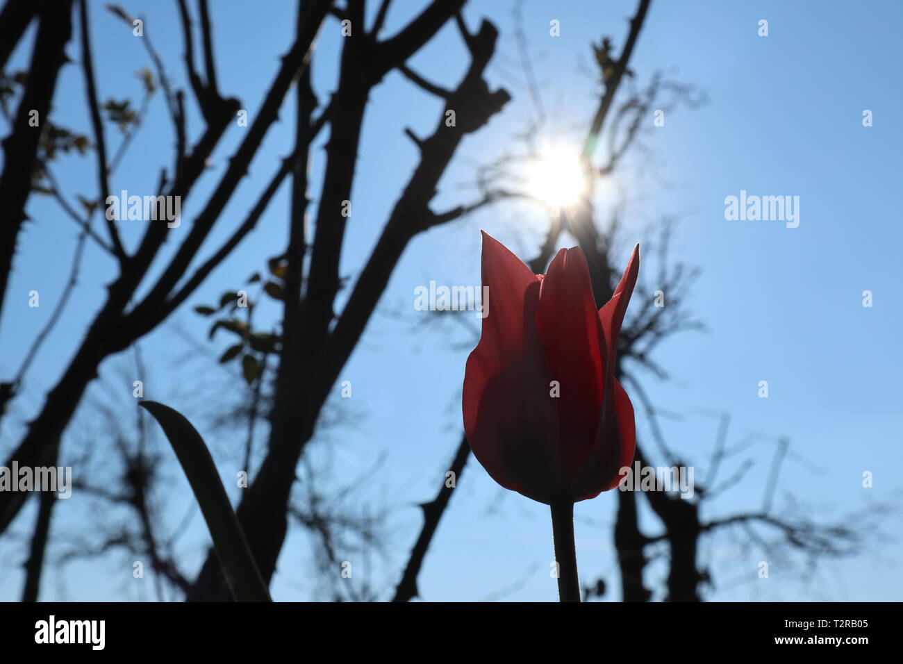 Tulip in controluce del sole come messaggero della molla Foto Stock