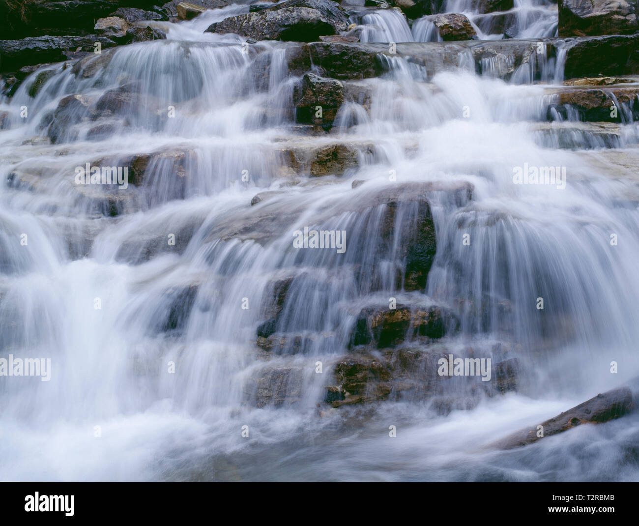 Canada, Alberta, Jasper National Park, groviglio cade cade sulla roccia calcarea; lungo la Icefields Parkway. Foto Stock