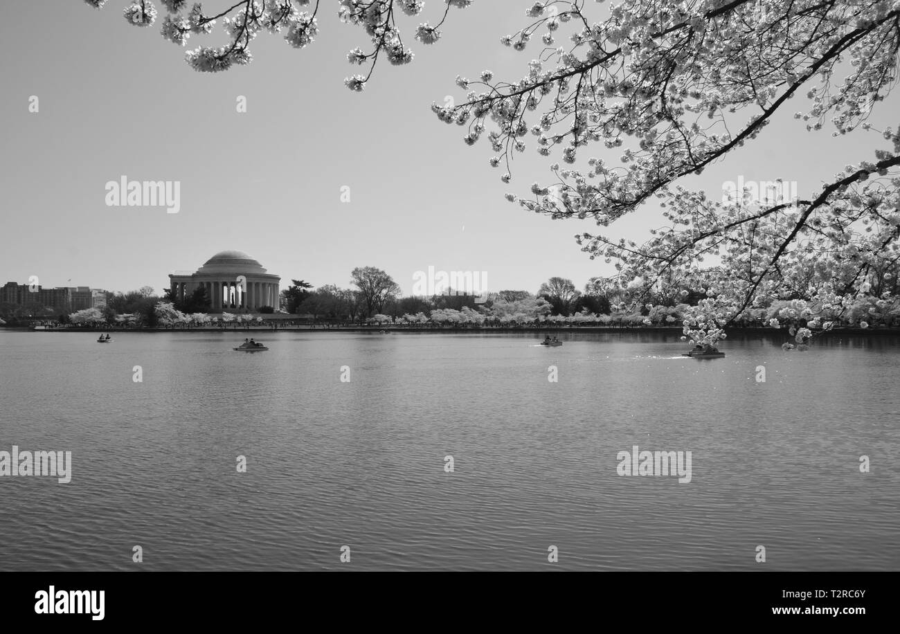Cherry Blossom Festival. Washington, DC, Stati Uniti d'America Foto Stock