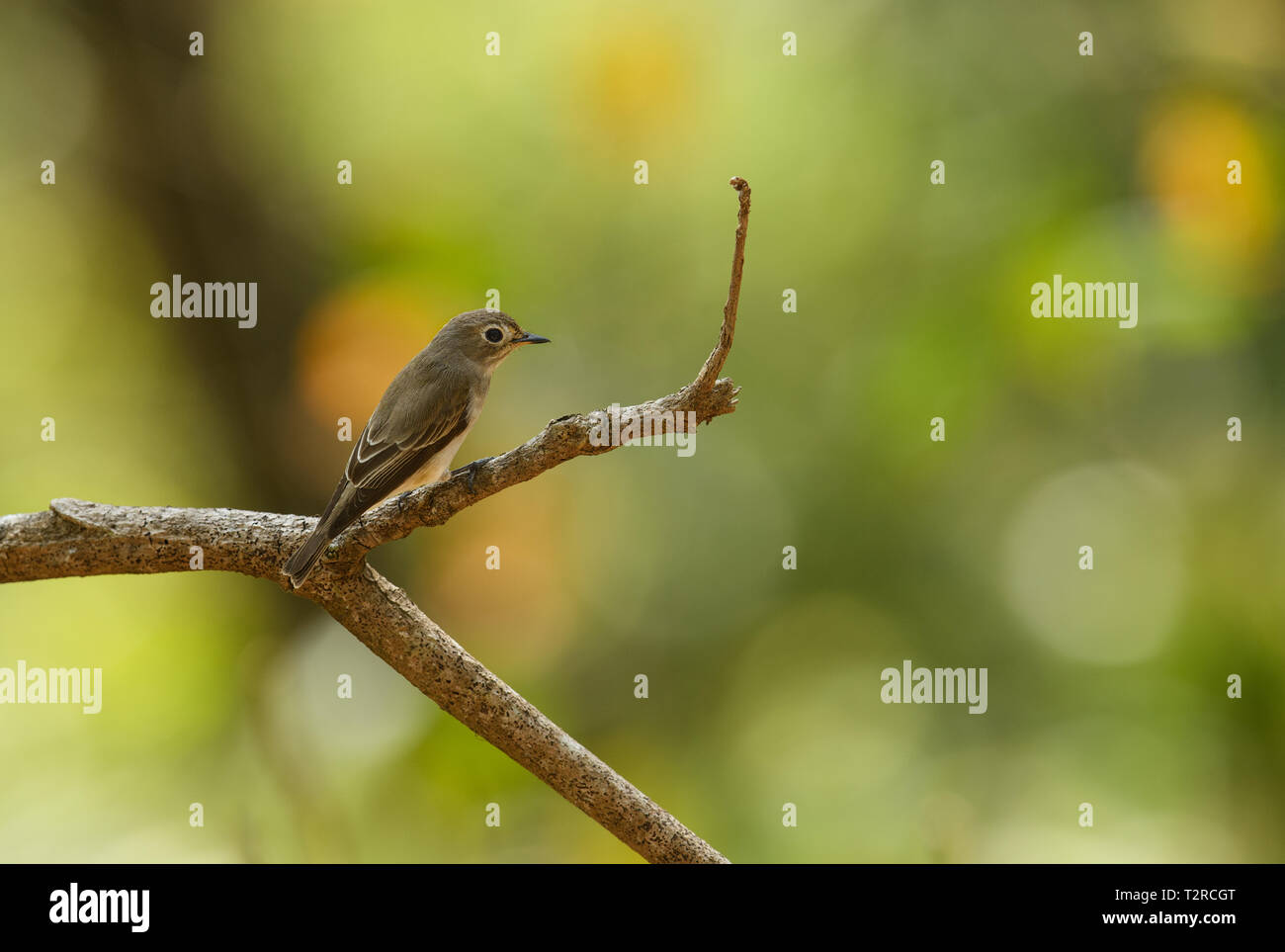 Thattekad Bird Sanctuary, noto anche come Salim Ali il santuario degli uccelli, si trova nel distretto di Ernakulam del Kerala, India. Foto Stock