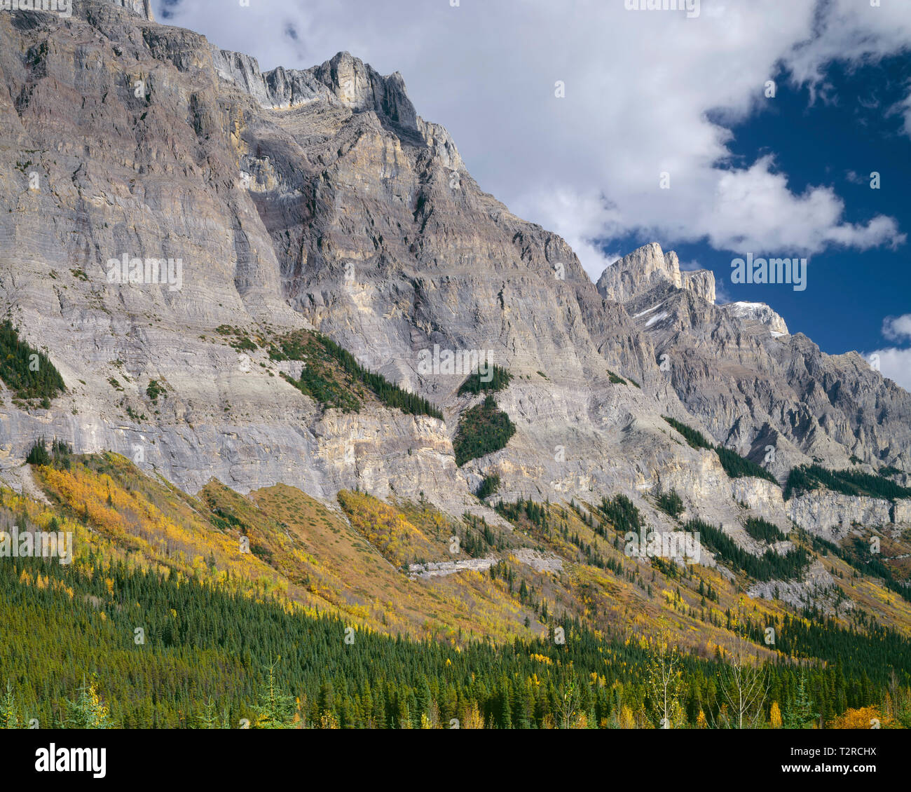 Canada, Alberta, il Parco Nazionale di Banff, enorme, pesantemente eroso facciata di Mt. Wilson con colore di autunno alla base del picco. Foto Stock