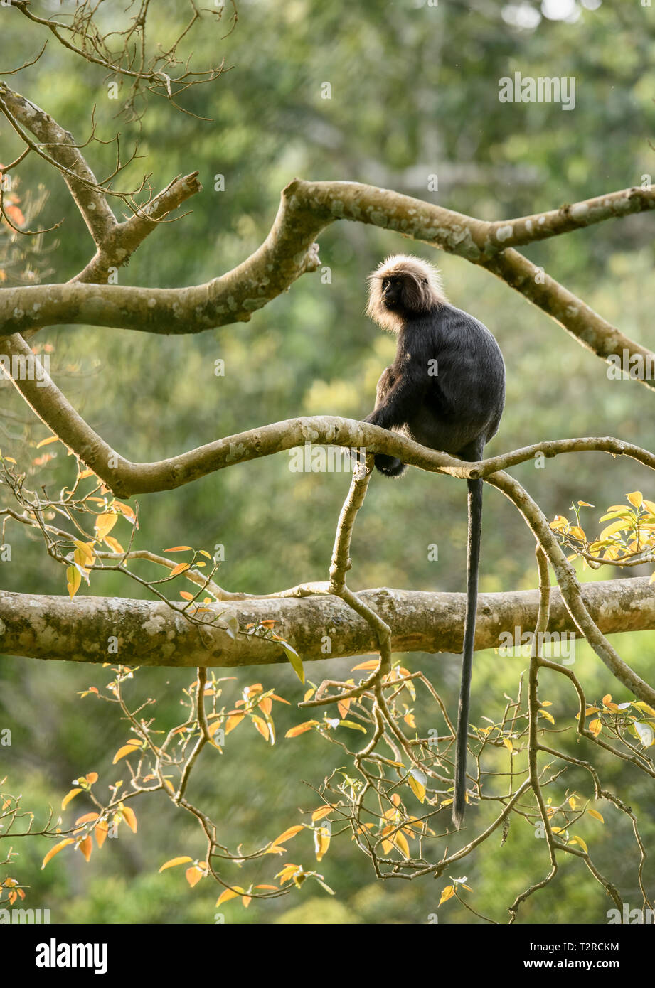 Il Nilgiri langur è un langur trovati nella Nilgiri Hills del i Ghati Occidentali in India del Sud. Questo primate è lucida pelo nero sul suo corpo Foto Stock