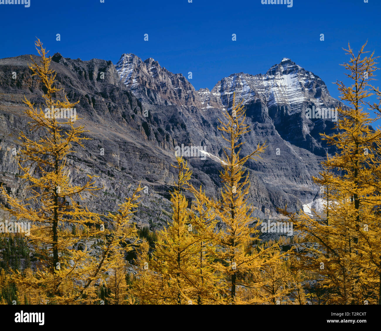 Canada, British Columbia, Parco Nazionale di Yoho, fall-colorata larice alpino sul Plateau Opabin sotto Yukness Mountain (sinistra) e Picco Ringrose (a destra). Foto Stock