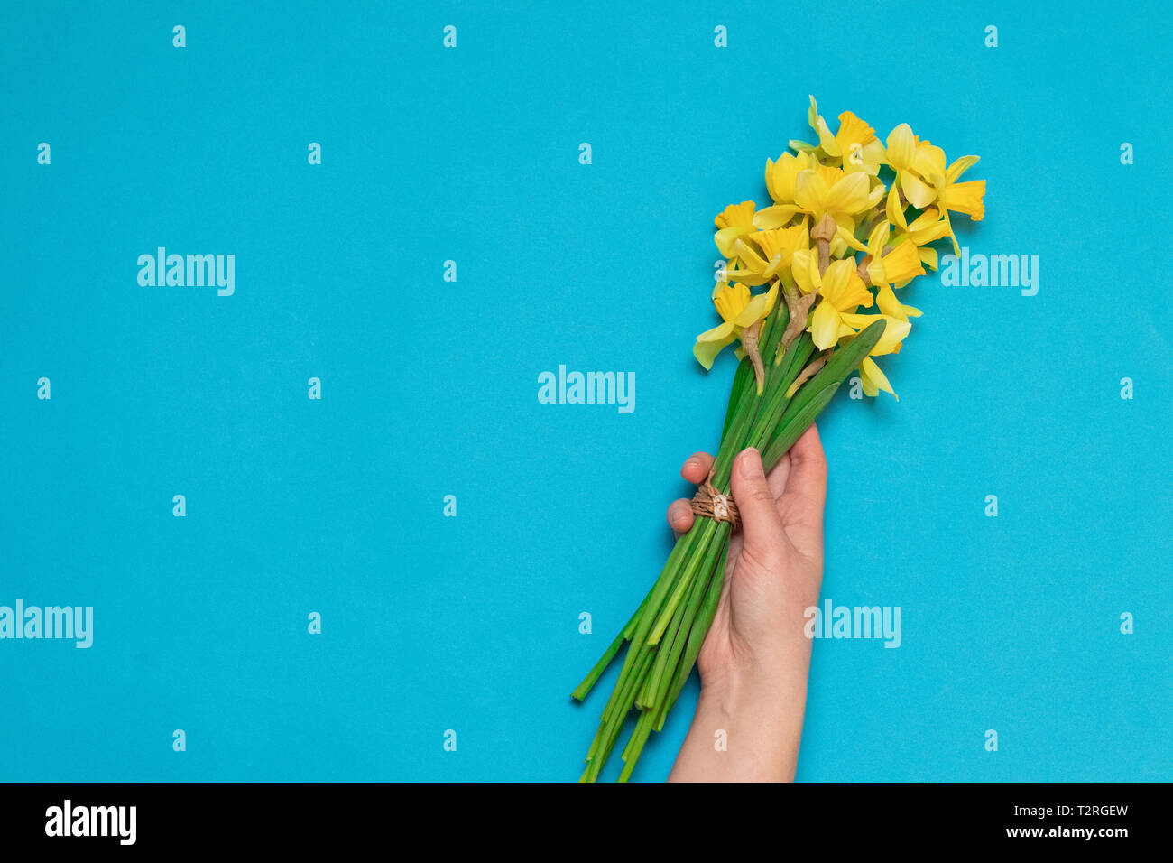 Bouquet di giallo fresco narcisi in mani femminili su uno sfondo blu con spazio per il testo Foto Stock