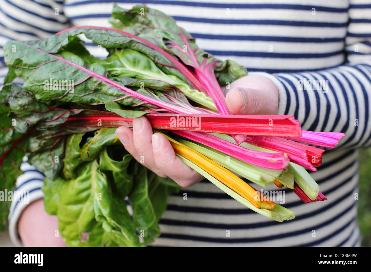 Beta vulgaris cicla 'Bright Lights'. Gambi appena raccolti di arcobaleno coltivato in casa bietola svizzera Regno Unito Foto Stock