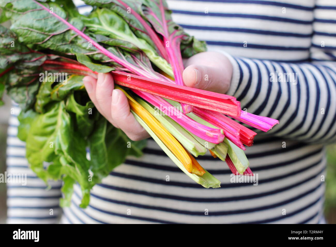 Beta vulgaris cicla 'Bright Lights'. Gambi appena raccolti di arcobaleno coltivato in casa bietola svizzera Regno Unito Foto Stock