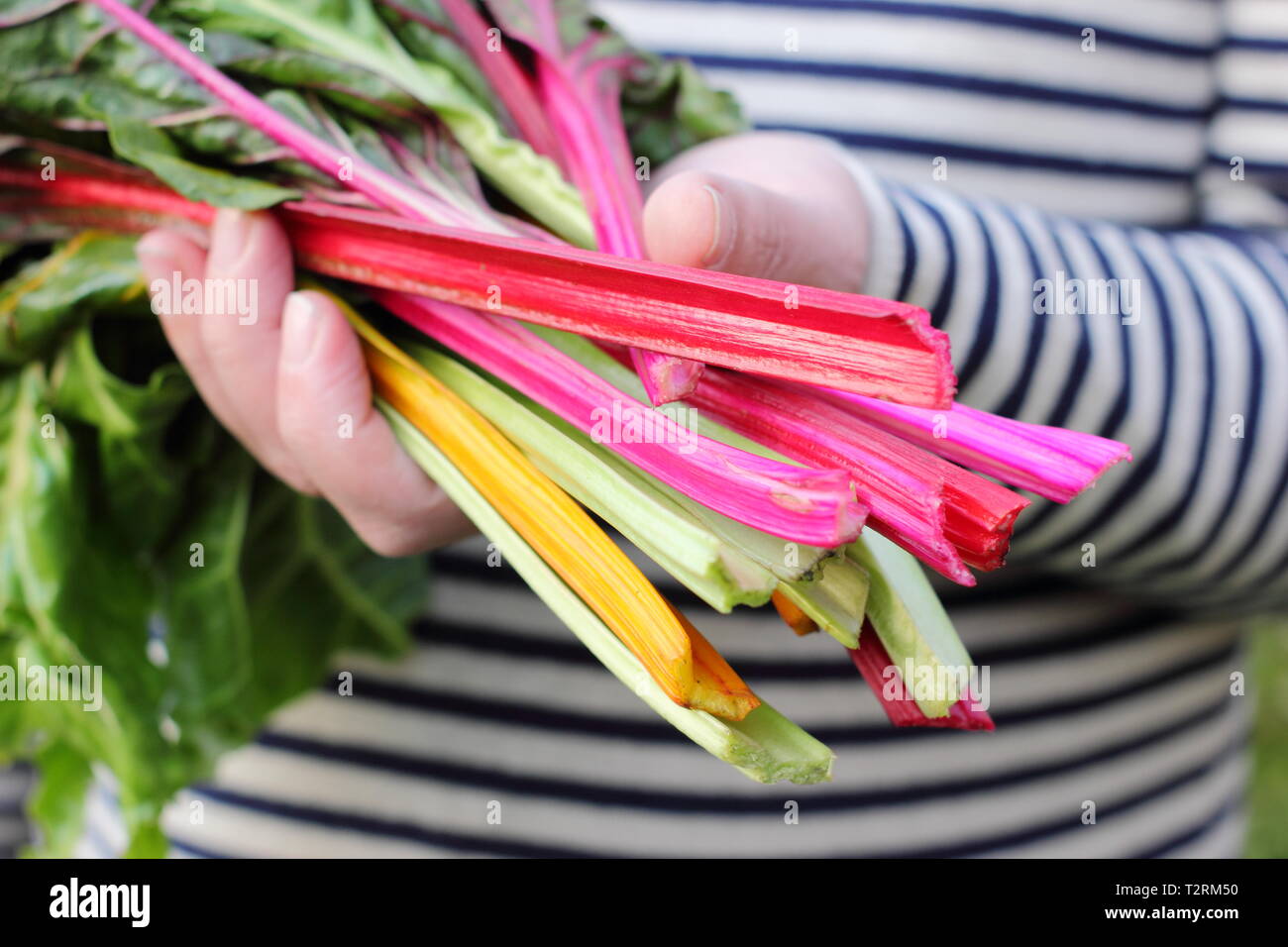 Beta vulgaris cicla 'Bright Lights'. Gambi appena raccolti di arcobaleno coltivato in casa bietola svizzera Regno Unito Foto Stock