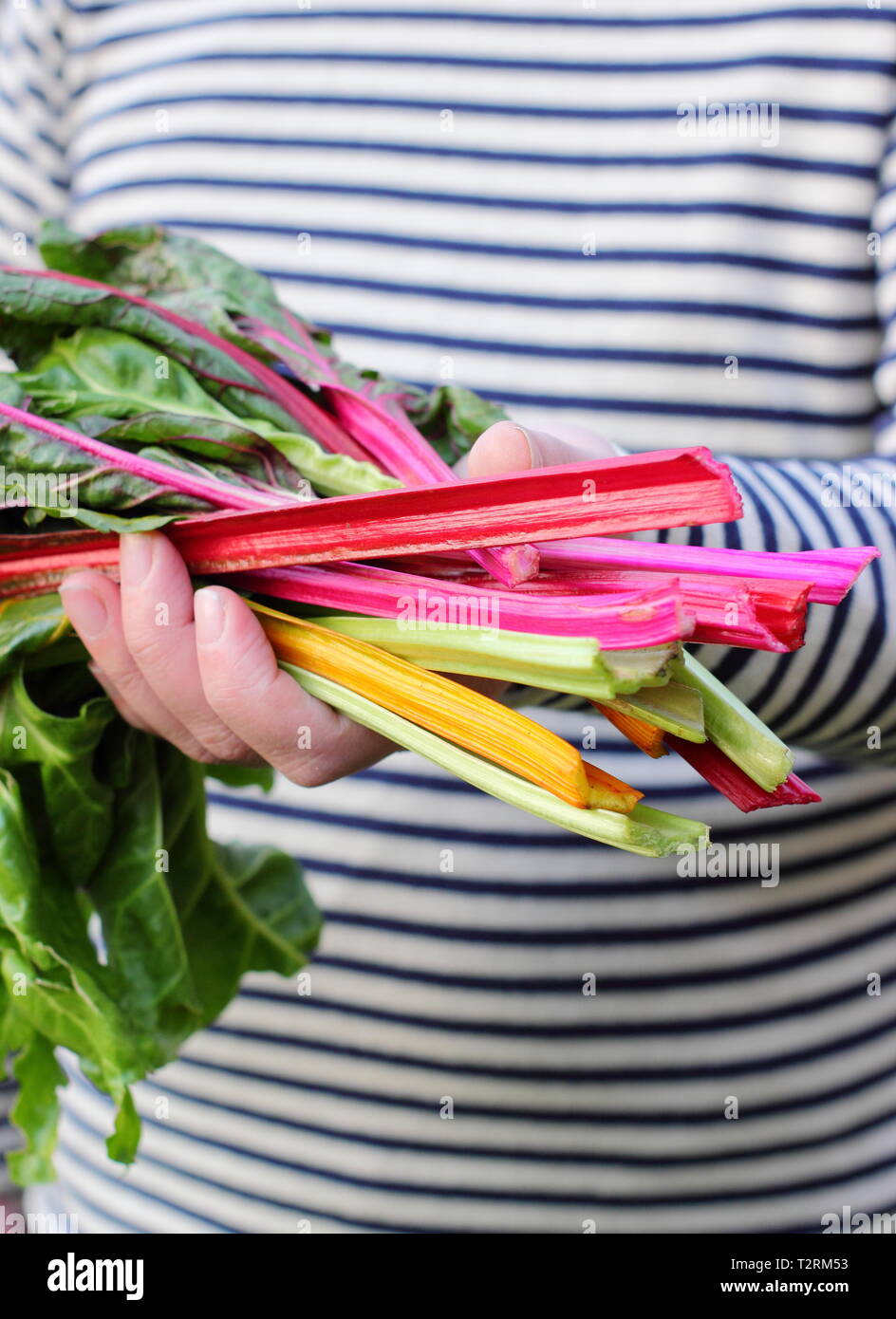 Beta vulgaris cicla 'Bright Lights'. Gambi appena raccolti di arcobaleno coltivato in casa bietola svizzera Regno Unito Foto Stock