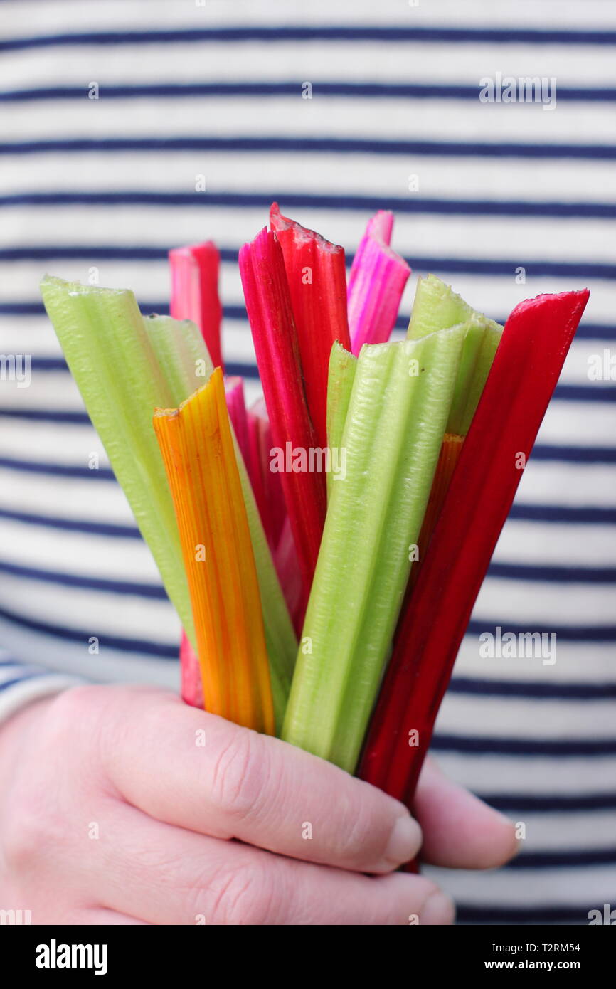 Beta vulgaris cicla 'Bright Lights'. Gambi appena raccolti di arcobaleno coltivato in casa bietola svizzera Regno Unito Foto Stock