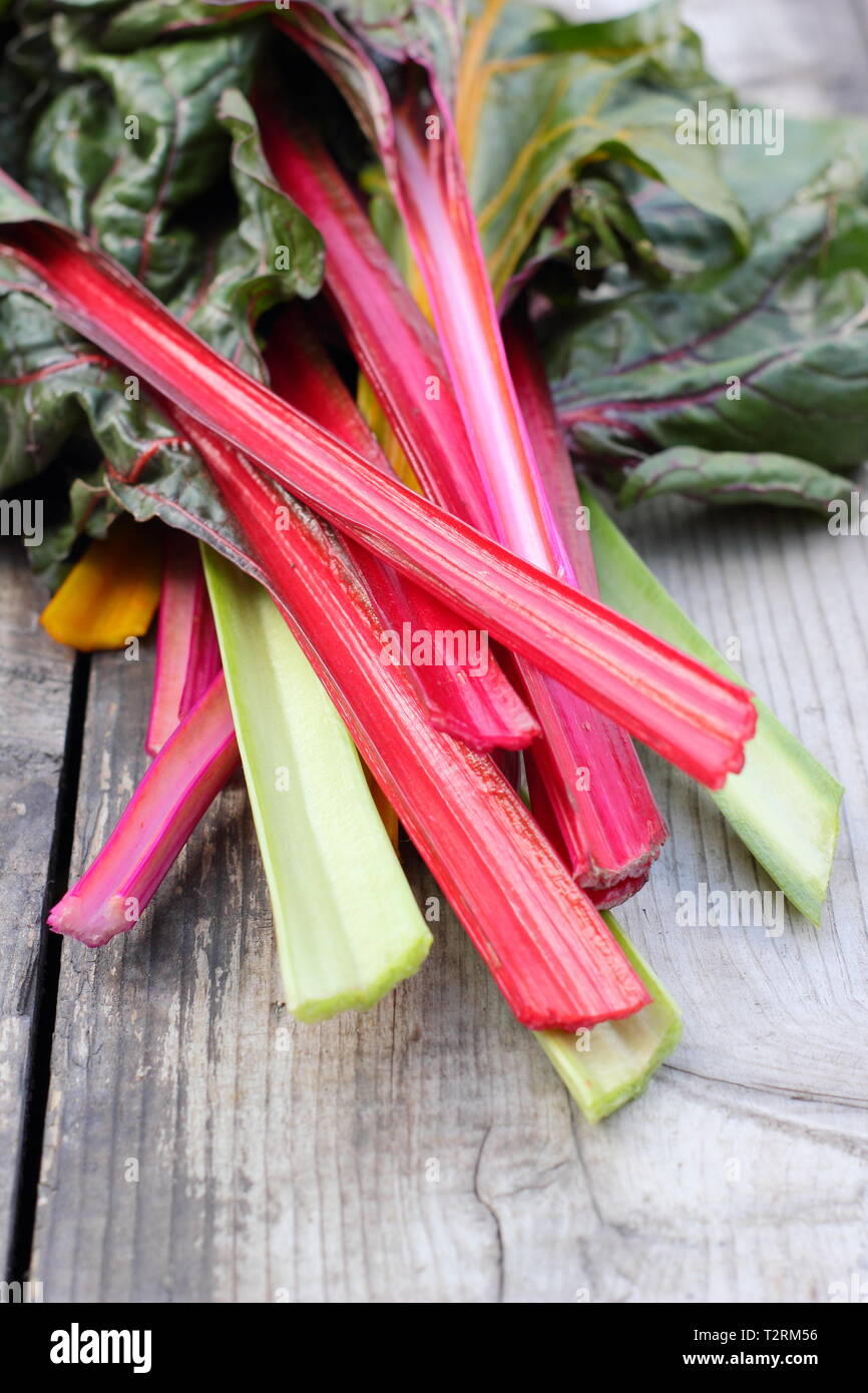 Beta vulgaris cicla. Appena Raccolta steli colorati di bietole 'luci luminose', GIARDINO DEL REGNO UNITO. Chiamato anche Rainbow chard. Foto Stock