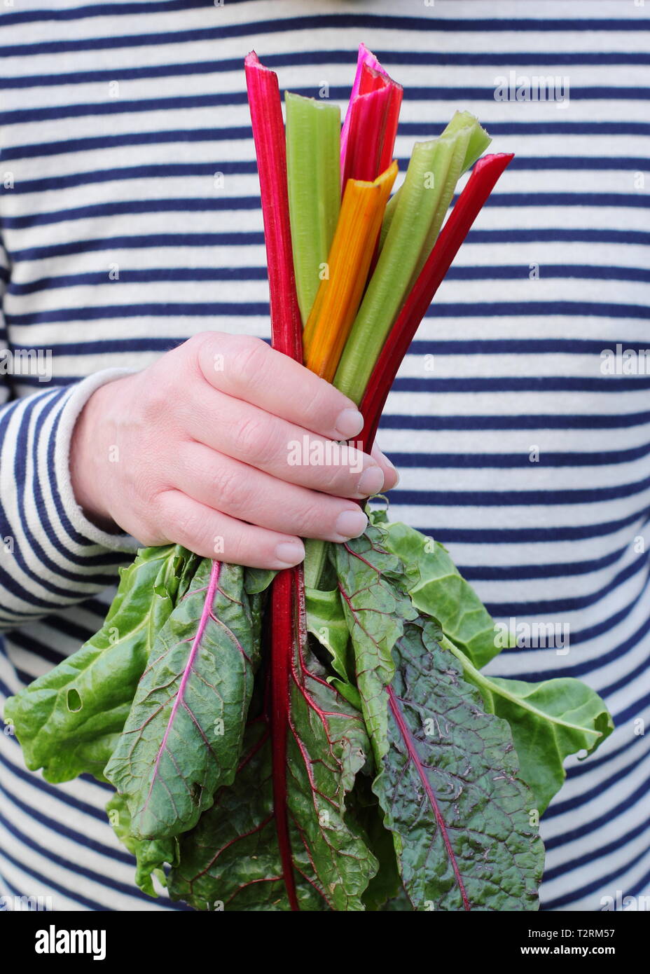 Beta vulgaris cicla 'Bright Lights'. Gambi appena raccolti di arcobaleno coltivato in casa bietola svizzera Regno Unito Foto Stock