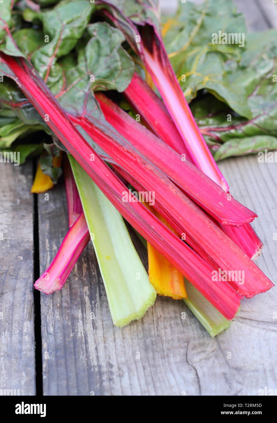 Beta vulgaris cicla. Appena Raccolta steli colorati di bietole 'luci luminose', GIARDINO DEL REGNO UNITO. Chiamato anche Rainbow chard. Foto Stock