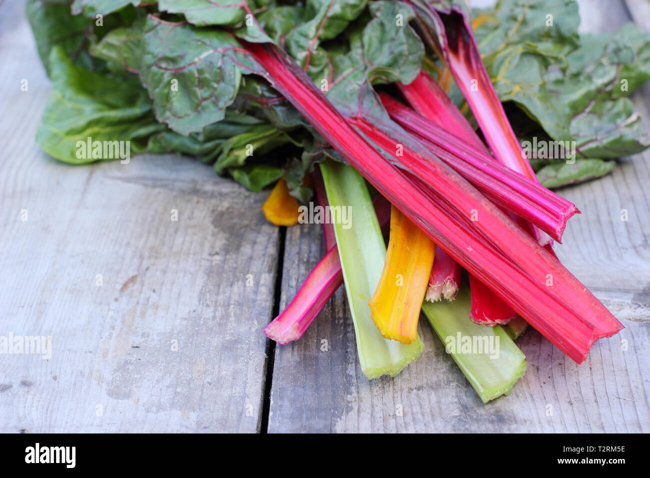 Beta vulgaris cicla. Appena Raccolta steli colorati di bietole 'luci luminose', GIARDINO DEL REGNO UNITO. Chiamato anche Rainbow chard. Foto Stock