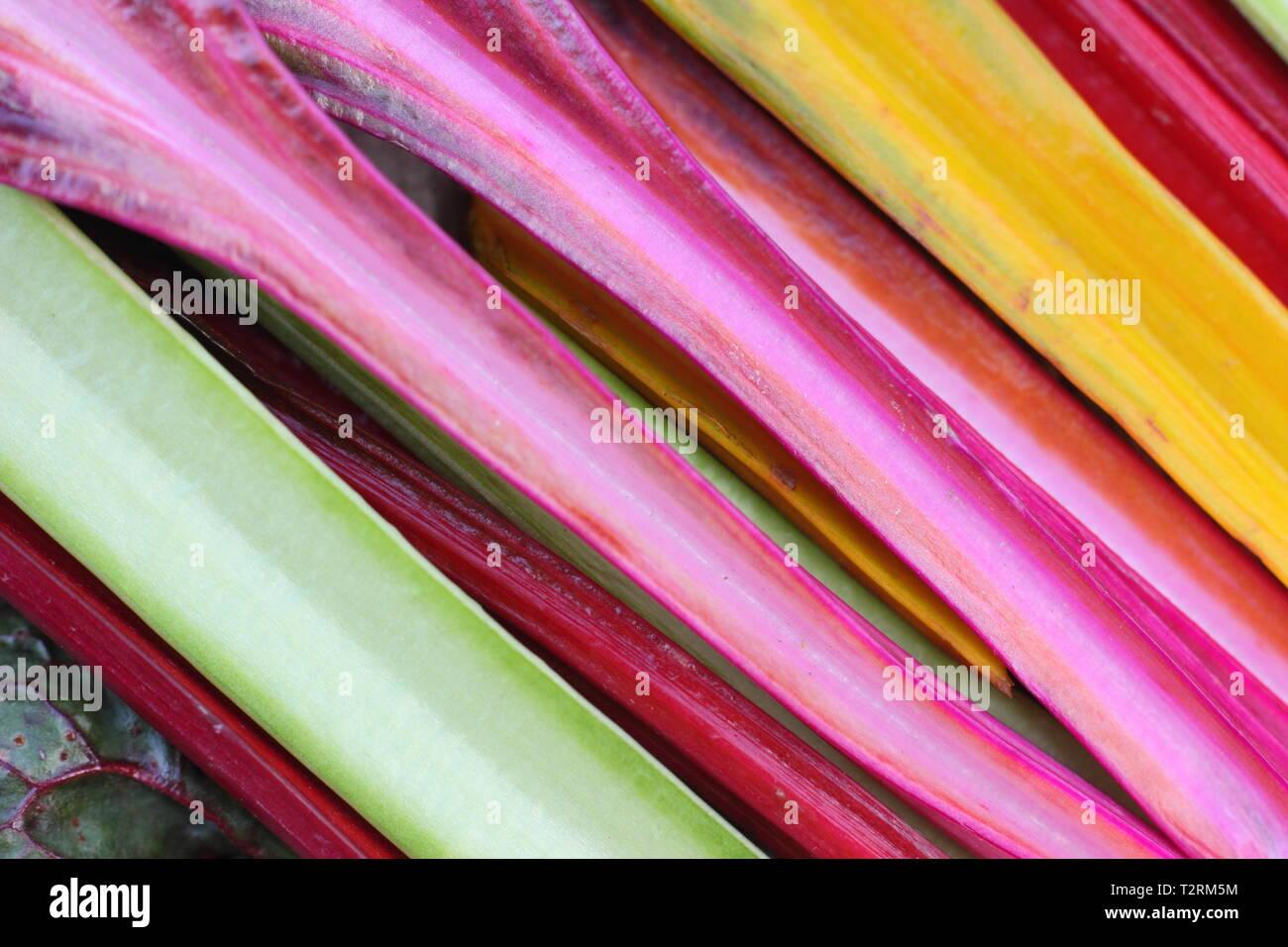 Beta vulgaris cicla 'Bright Lights'. Appena raccolto casa cresciuto arcobaleno chard.UK Foto Stock