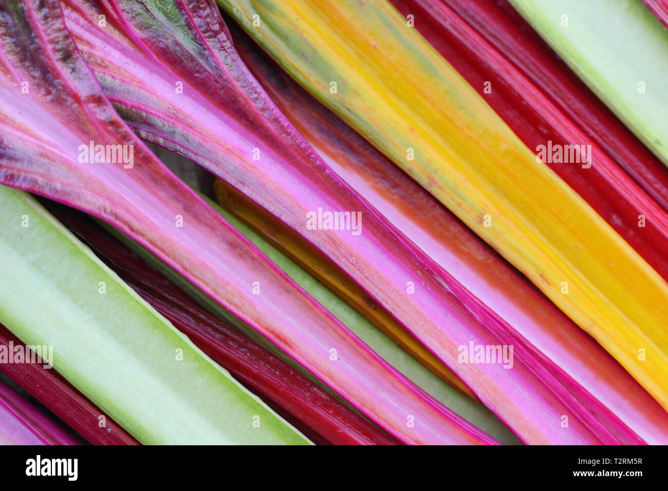 Beta vulgaris cicla 'Bright Lights'. Appena raccolto casa cresciuto arcobaleno chard.UK Foto Stock