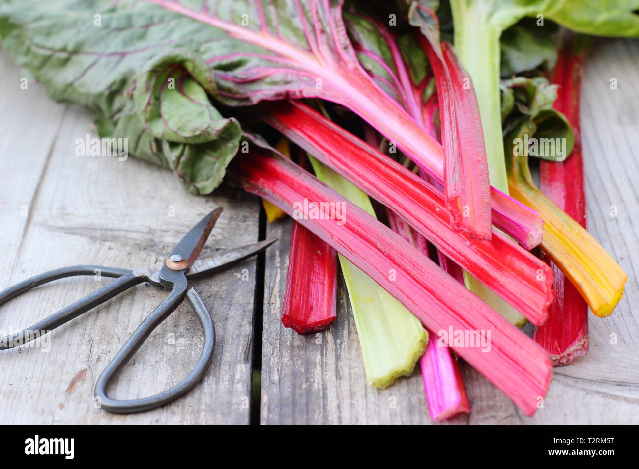 Beta vulgaris cicla. Appena raccolto steli di bietole 'luci luminose', GIARDINO DEL REGNO UNITO. Chiamato anche Rainbow chard. Foto Stock