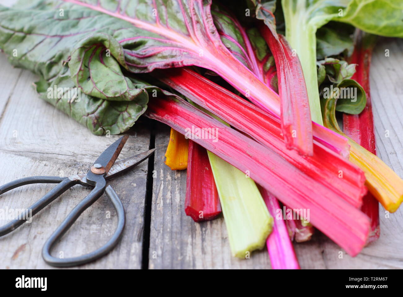 Beta vulgaris cicla. Appena raccolto steli di bietole 'luci luminose', GIARDINO DEL REGNO UNITO. Chiamato anche Rainbow chard. Foto Stock
