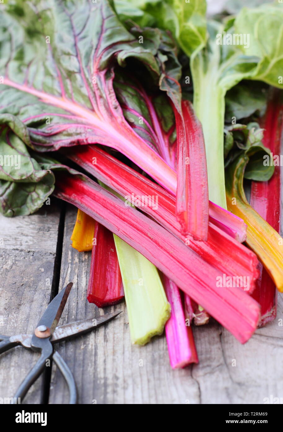 Beta vulgaris cicla. Appena raccolto steli di bietole 'luci luminose', GIARDINO DEL REGNO UNITO. Chiamato anche Rainbow chard. Foto Stock