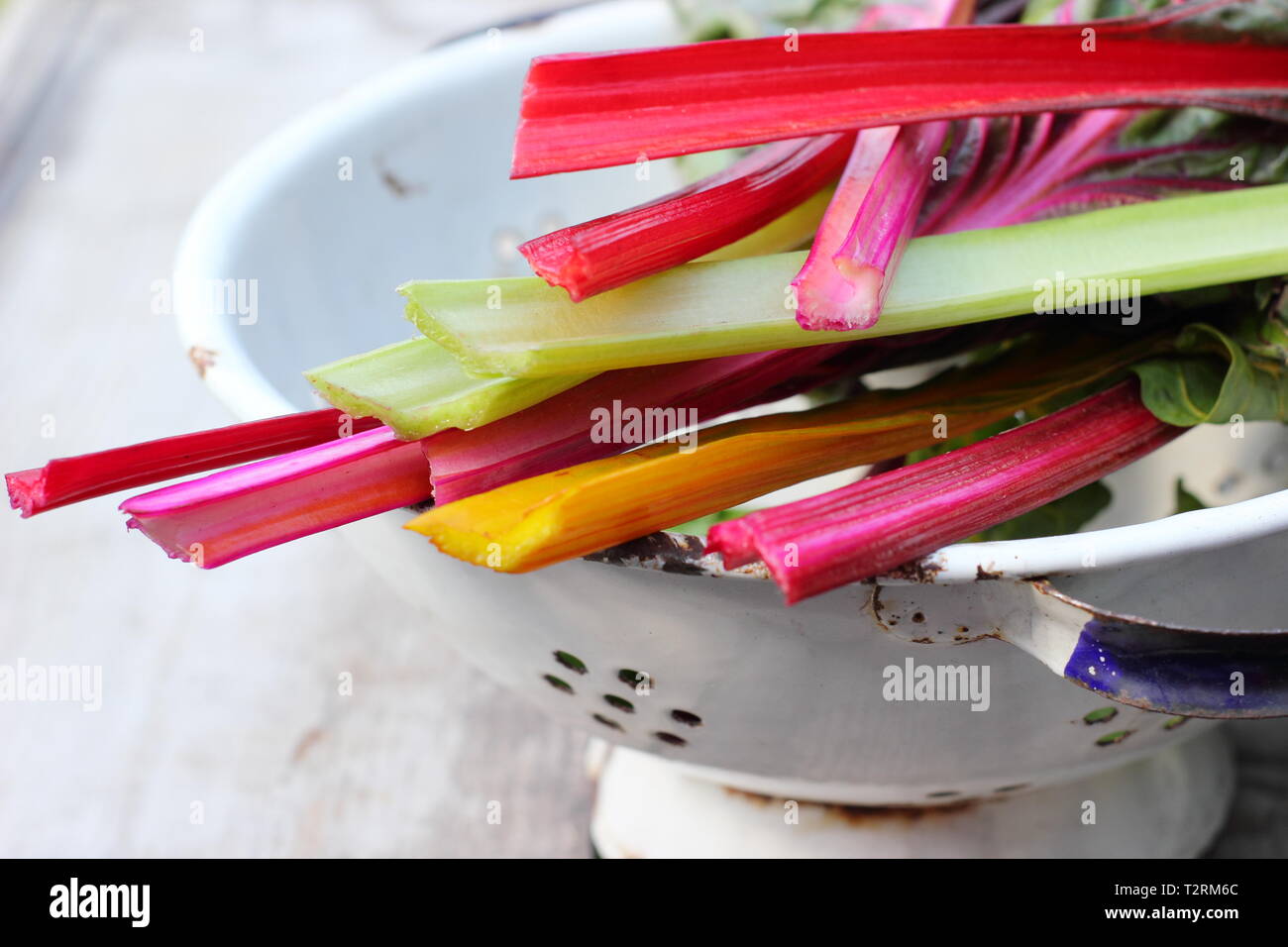 Beta vulgaris cicla. Appena raccolto steli di bietole 'luci luminose', GIARDINO DEL REGNO UNITO. Chiamato anche Rainbow chard. Foto Stock