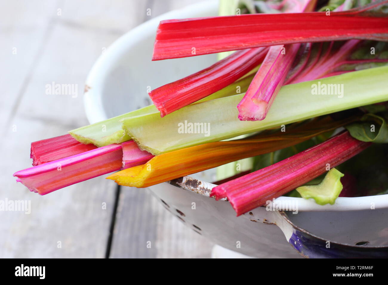 Beta vulgaris cicla. Appena raccolto steli di bietole 'luci luminose', GIARDINO DEL REGNO UNITO. Chiamato anche Rainbow chard. Foto Stock