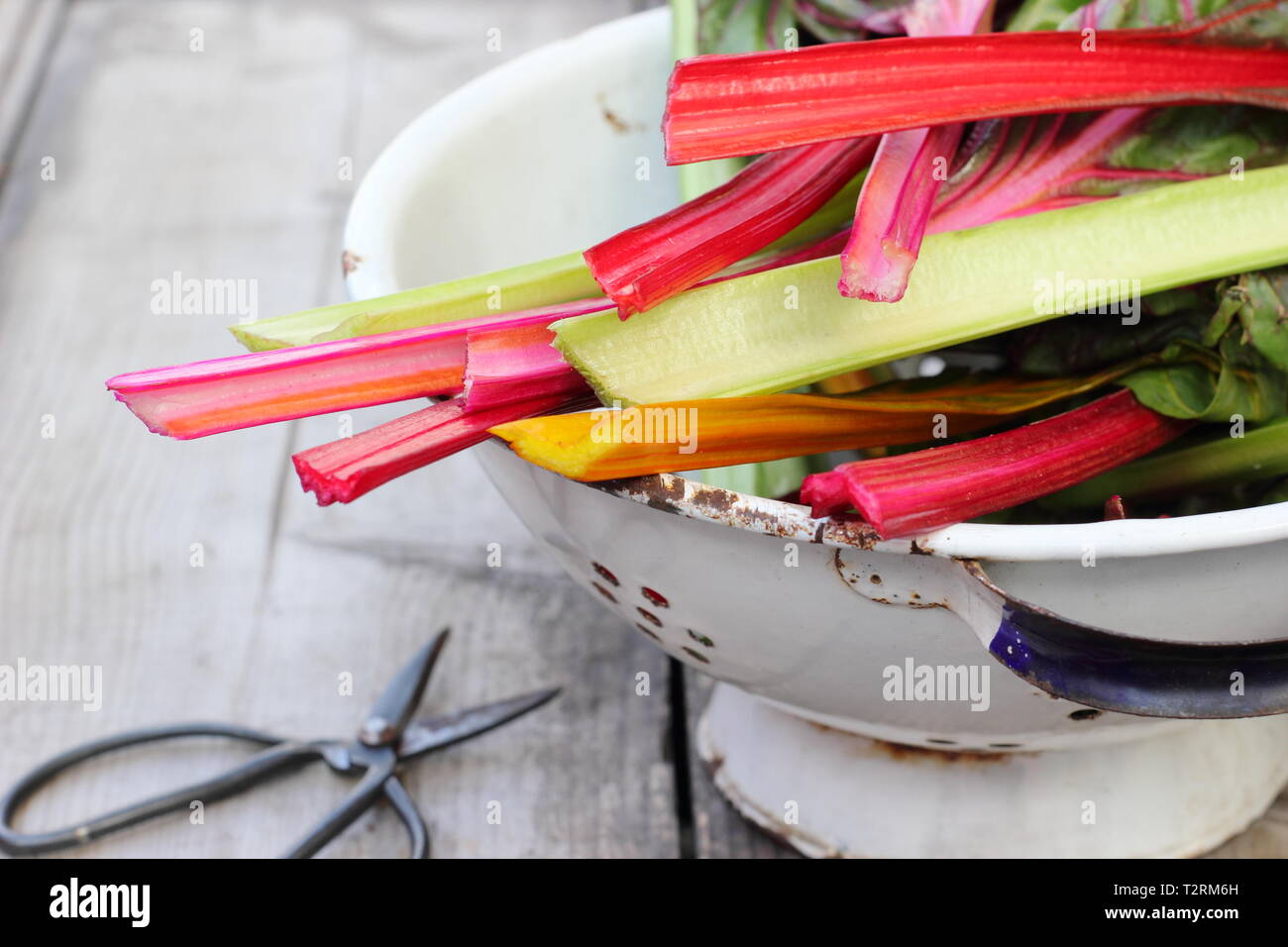 Beta vulgaris cicla. Appena raccolto steli di bietole 'luci luminose', GIARDINO DEL REGNO UNITO. Chiamato anche Rainbow chard. Foto Stock