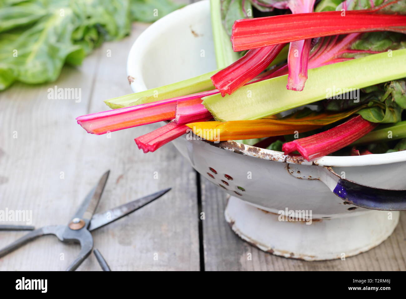 Beta vulgaris cicla. Appena Raccolta steli colorati di bietole 'luci luminose', GIARDINO DEL REGNO UNITO. Chiamato anche Rainbow chard. Foto Stock
