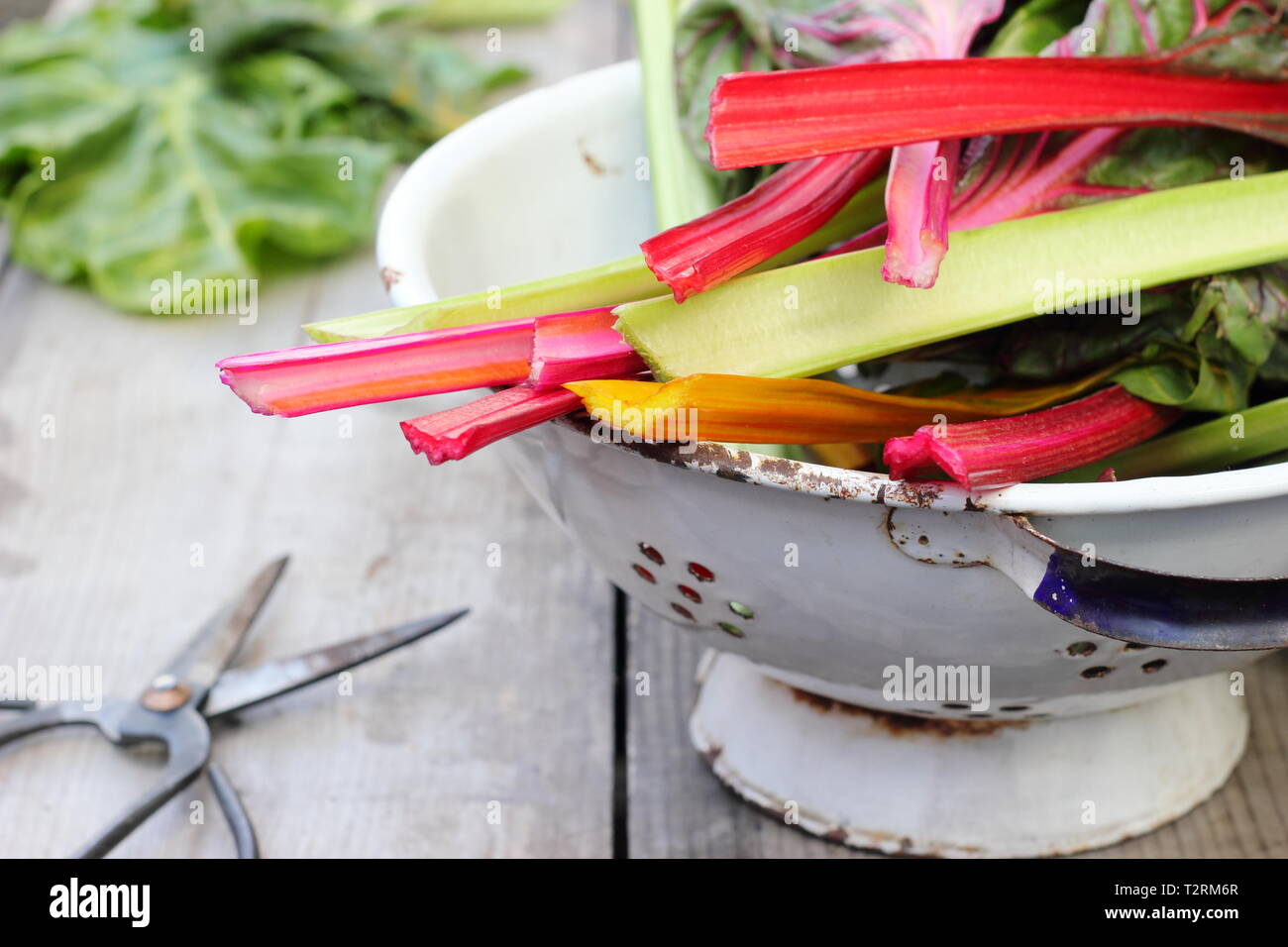 Beta vulgaris cicla. Appena Raccolta steli colorati di bietole 'luci luminose', GIARDINO DEL REGNO UNITO. Chiamato anche Rainbow chard. Foto Stock