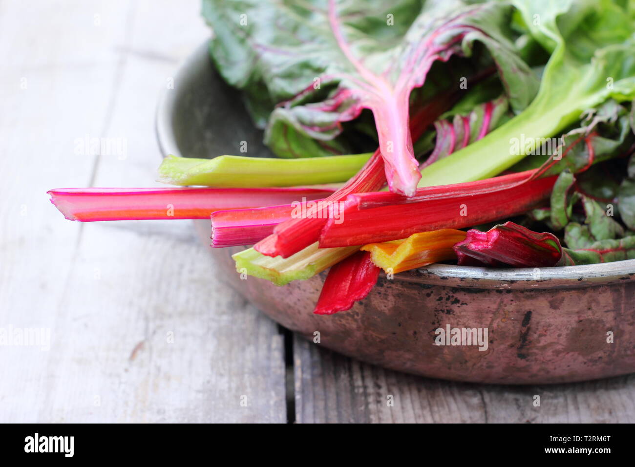 Beta vulgaris cicla. Appena Raccolta steli colorati di bietole 'luci luminose', GIARDINO DEL REGNO UNITO. Chiamato anche Rainbow chard. Foto Stock