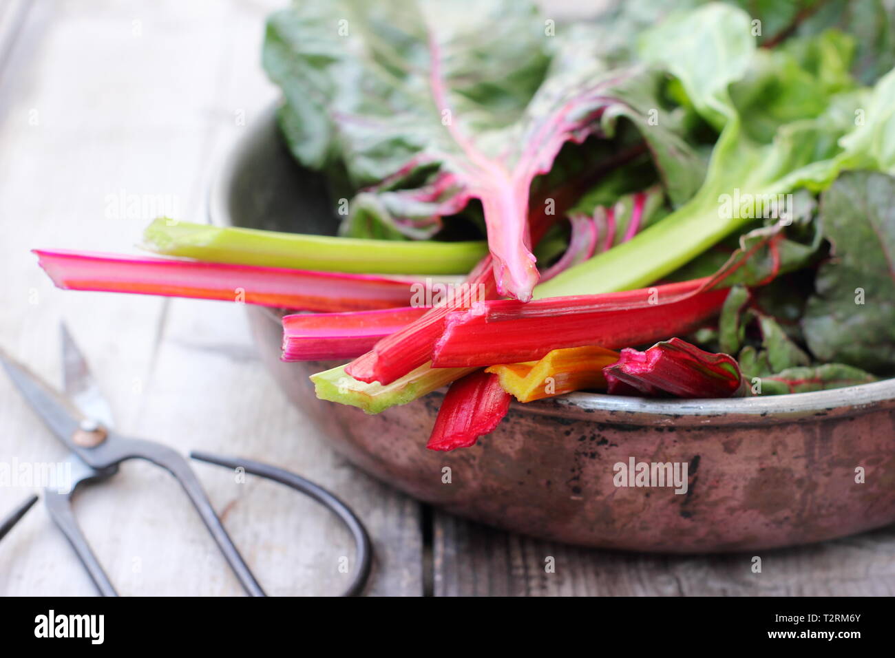 Beta vulgaris cicla. Appena Raccolta steli colorati di bietole 'luci luminose', GIARDINO DEL REGNO UNITO. Chiamato anche Rainbow chard. Foto Stock