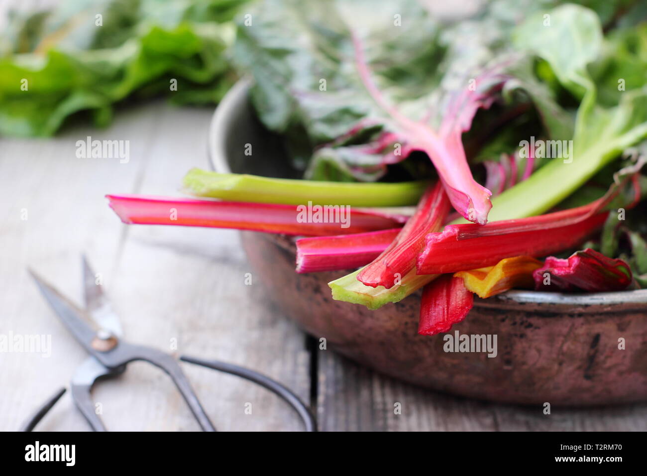 Beta vulgaris cicla. Appena Raccolta steli colorati di bietole 'luci luminose', GIARDINO DEL REGNO UNITO. Chiamato anche Rainbow chard. Foto Stock