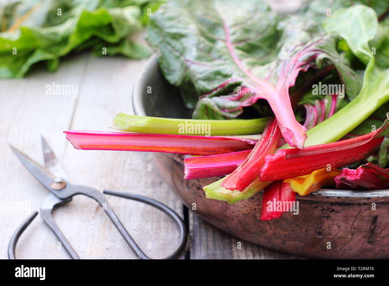 Beta vulgaris cicla. Appena Raccolta steli colorati di bietole 'luci luminose', GIARDINO DEL REGNO UNITO. Chiamato anche Rainbow chard. Foto Stock