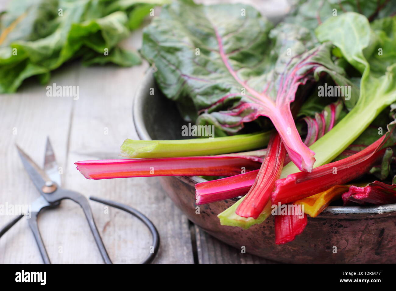 Beta vulgaris cicla. Appena raccolto steli di bietole 'luci luminose', GIARDINO DEL REGNO UNITO. Chiamato anche Rainbow chard. Foto Stock