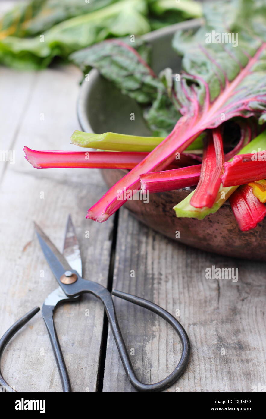 Beta vulgaris cicla. Appena raccolto steli di bietole 'luci luminose', GIARDINO DEL REGNO UNITO. Chiamato anche Rainbow chard. Foto Stock