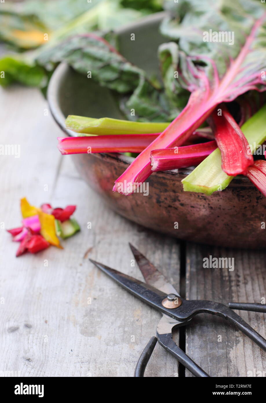 Beta vulgaris cicla. Appena raccolto steli di bietole 'luci luminose', GIARDINO DEL REGNO UNITO. Chiamato anche Rainbow chard. Foto Stock