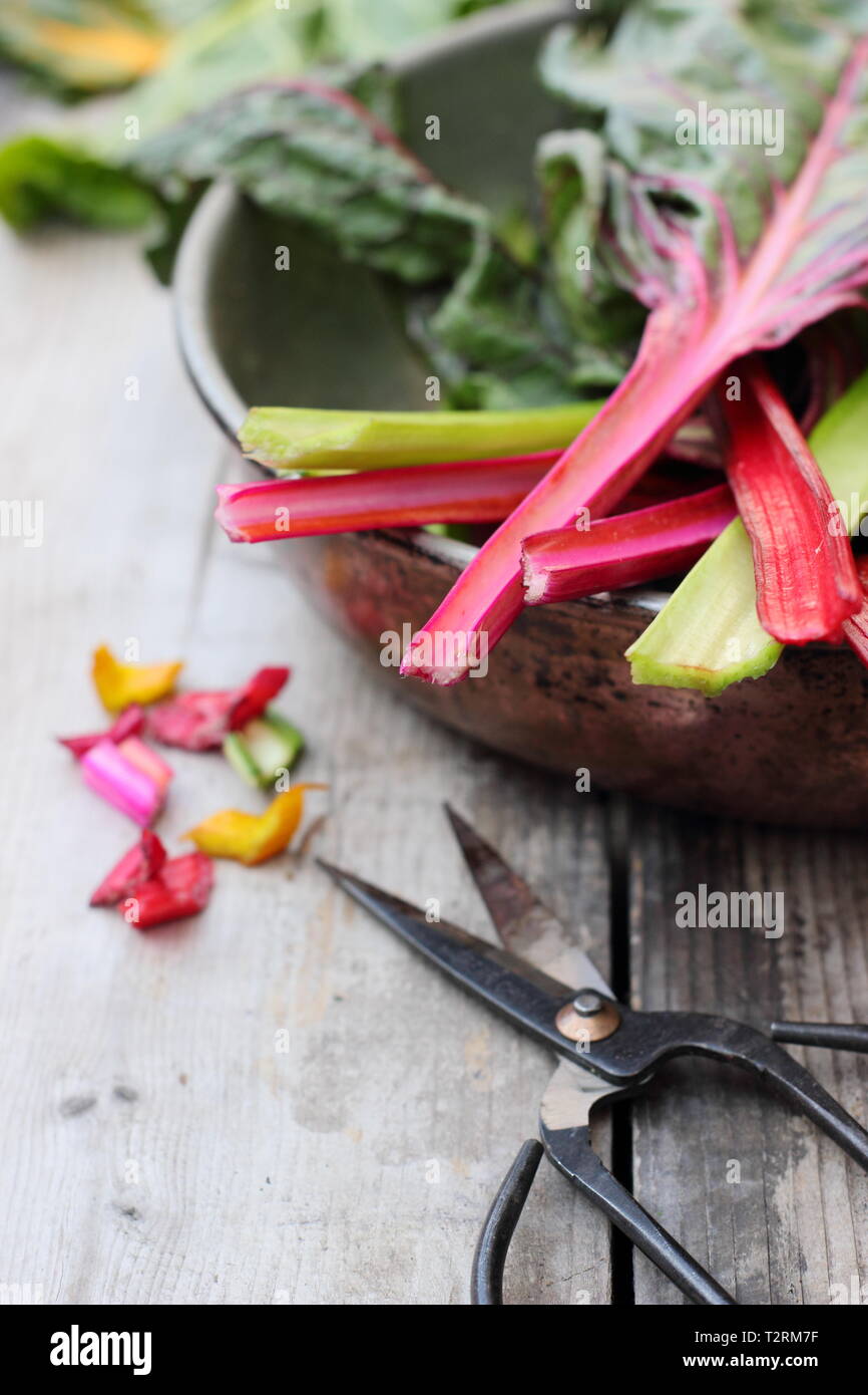 Beta vulgaris cicla. Appena raccolto steli di bietole 'luci luminose', GIARDINO DEL REGNO UNITO. Chiamato anche Rainbow chard. Foto Stock