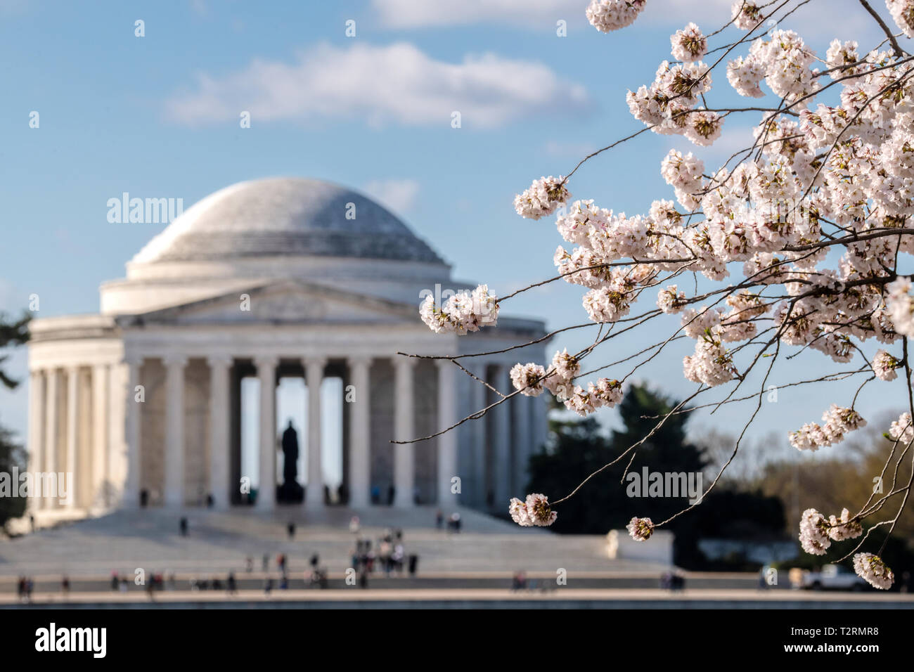 La fioritura dei ciliegi in fiore di picco lungo il bacino di marea con il Jefferson Memorial Aprile 1, 2019 a Washington D.C. La fioritura dei ciliegi nacque nel 1912 come un dono di amicizia da parte del popolo del Giappone. Ogni anno il 29 marzo il National Cherry Blossom Festival è tenuto a celebrare l anniversario del dono dal Giappone. Foto Stock